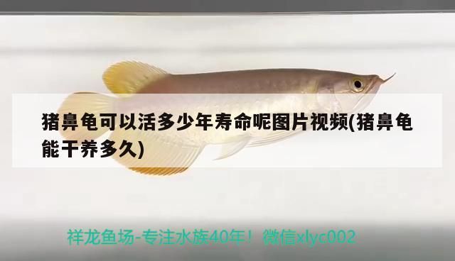 豬鼻龜可以活多少年壽命呢圖片視頻(豬鼻龜能干養多久)