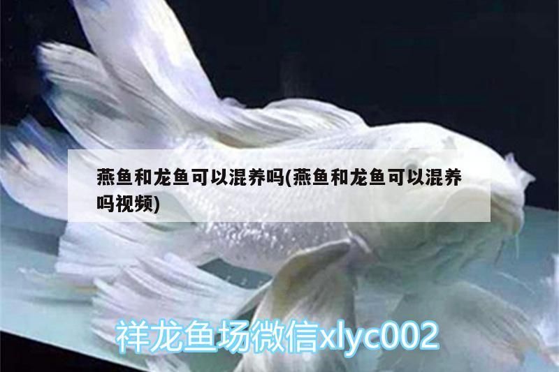 燕魚和龍魚可以混養(yǎng)嗎(燕魚和龍魚可以混養(yǎng)嗎視頻)