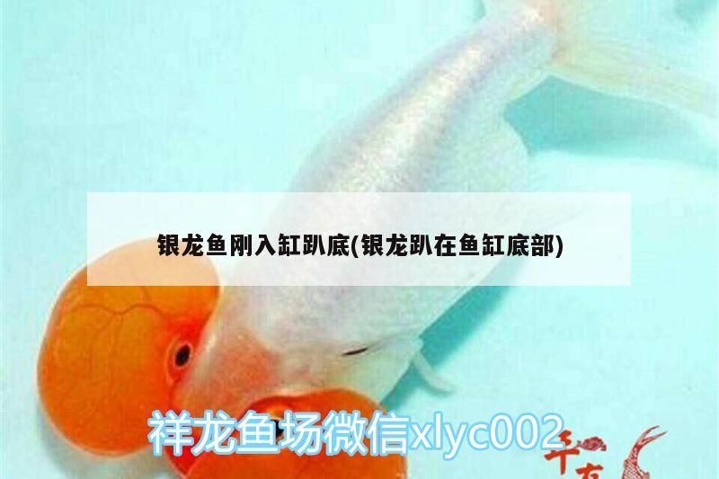 鸚鵡魚和銀龍魚混養怎樣喂食 銀龍魚剛入缸趴底(銀龍趴在魚缸底部) 銀龍魚百科 銀龍魚剛入缸趴底(銀龍趴在魚缸底部) 銀龍魚剛入缸趴底(銀龍趴在魚缸底部) 銀龍魚百科