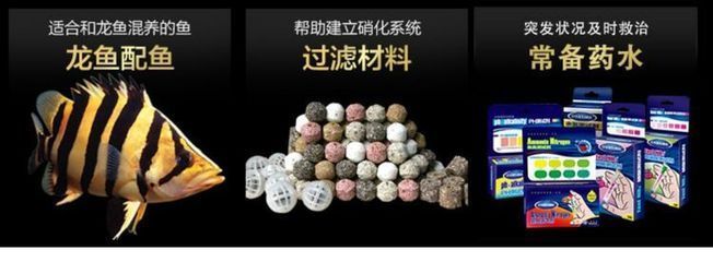 金龍魚混養過濾系統的最佳選擇：金龍魚混養水質管理技巧 金龍魚混養過濾系統的最佳選擇：金龍魚混養水質管理技巧 金龍魚百科 第5張