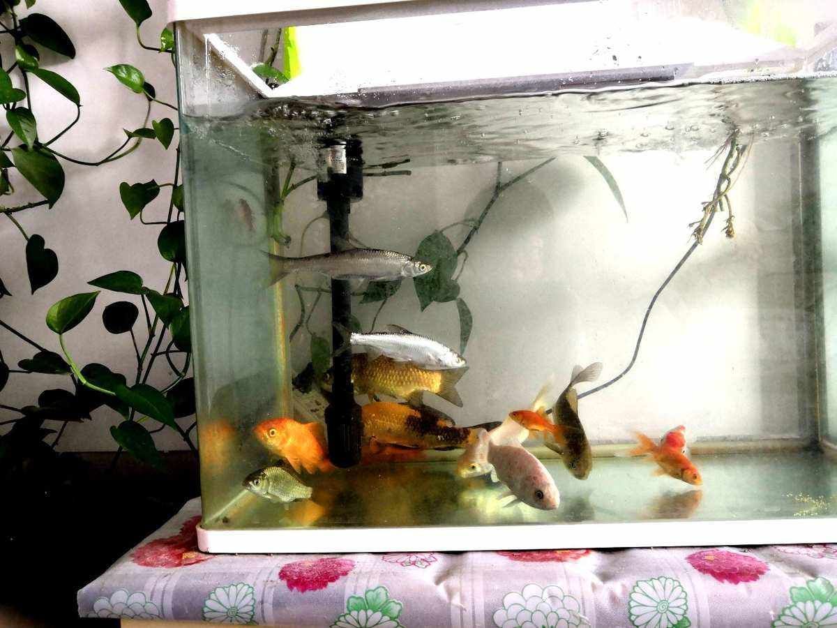 魚跳出魚缸會死嗎(魚跳出魚缸死了的迷信說法)