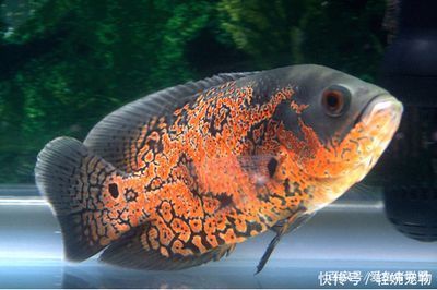 青魚石的神秘力量，作用與民間傳說探秘，青魚石，揭秘其神秘力量、實用功效與民間傳說