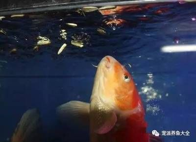 9條錦鯉要多大魚缸才能養大：如何選擇錦鯉魚缸尺寸