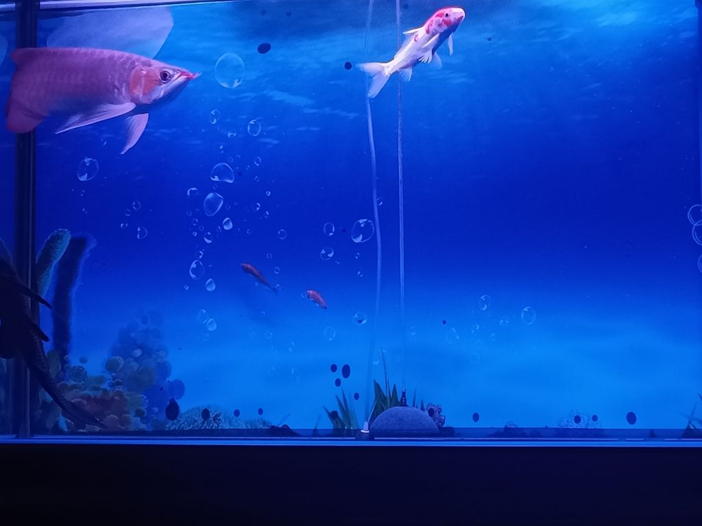 自由自在 自由自在 龍魚論壇 第2張