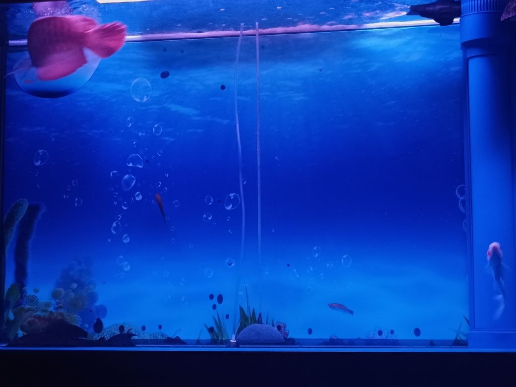 自由自在 自由自在 龍魚論壇 第3張