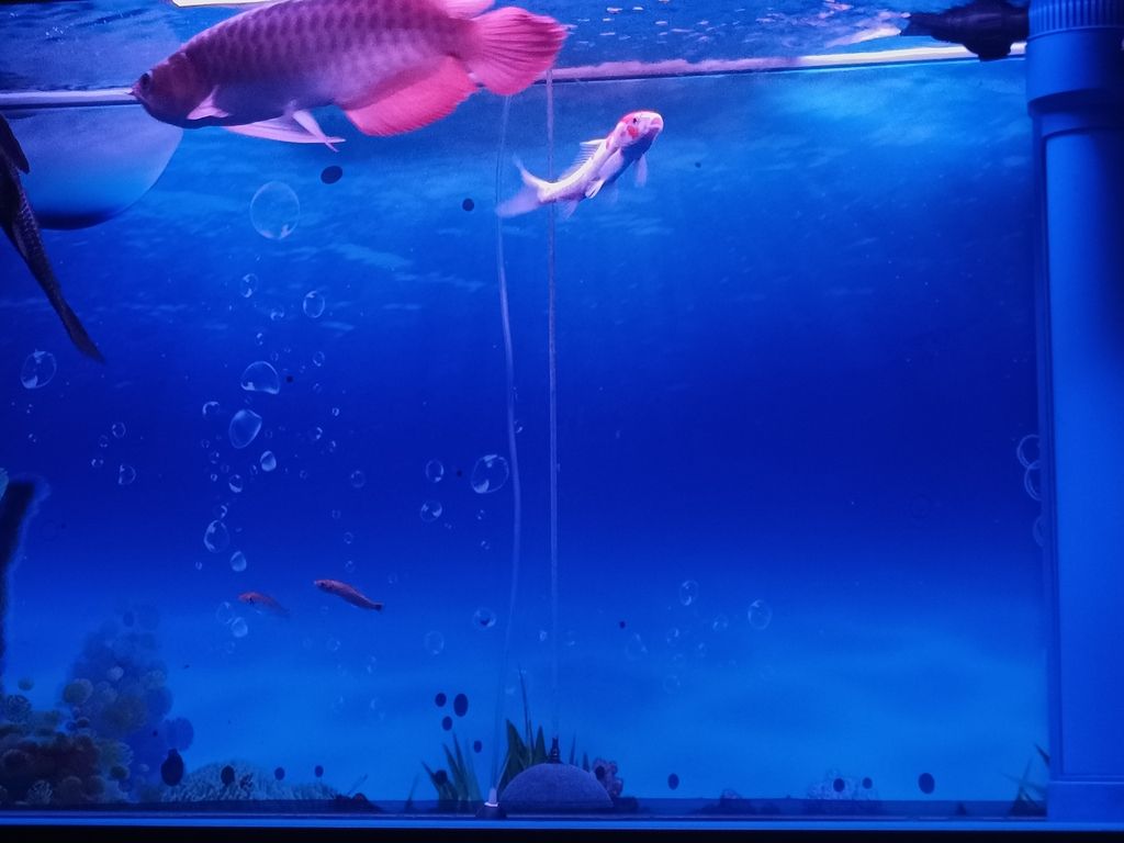 自由自在 自由自在 龍魚論壇 第4張