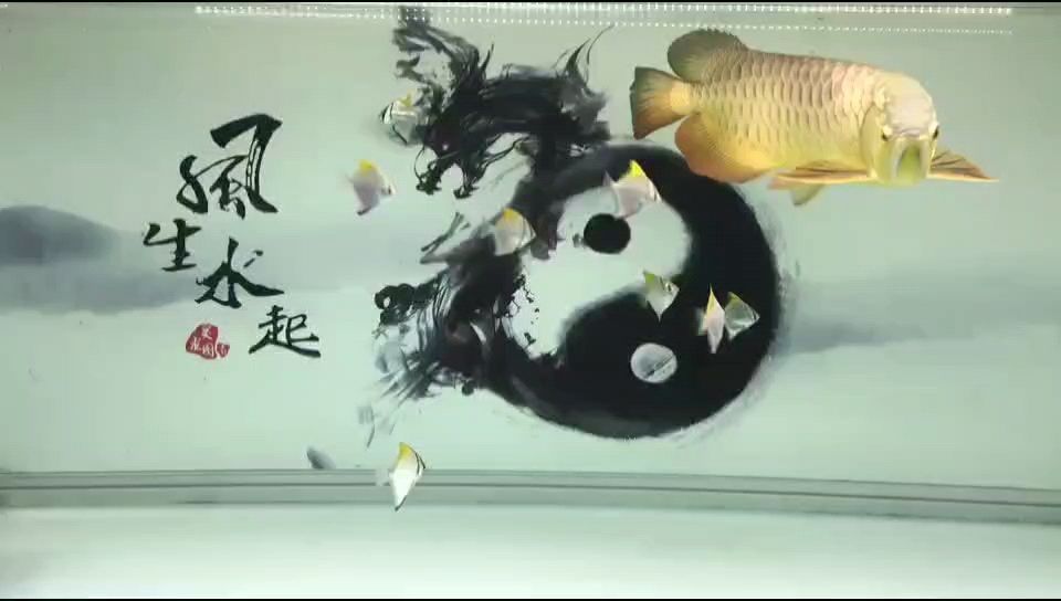 主次分明 主次分明 龍魚論壇
