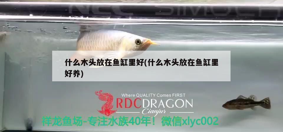 魚缸過濾器選購指南:自制魚缸過濾器魚缸上置過濾器對于養魚愛好者的必備知識 什么木頭放在魚缸里好(什么木頭放在魚缸里好養) 黃金貓魚百科 什么木頭放在魚缸里好(什么木頭放在魚缸里好養) 什么木頭放在魚缸里好(什么木頭放在魚缸里好養) 黃金貓魚百科