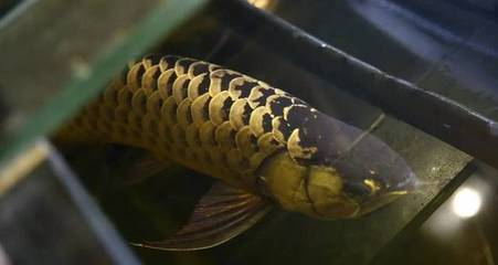 千萬不能養(yǎng)黃金螺！揭秘這種美麗殺手背后的生態(tài)災(zāi)難，警惕黃金螺！美麗外殼下的生態(tài)殺手真相