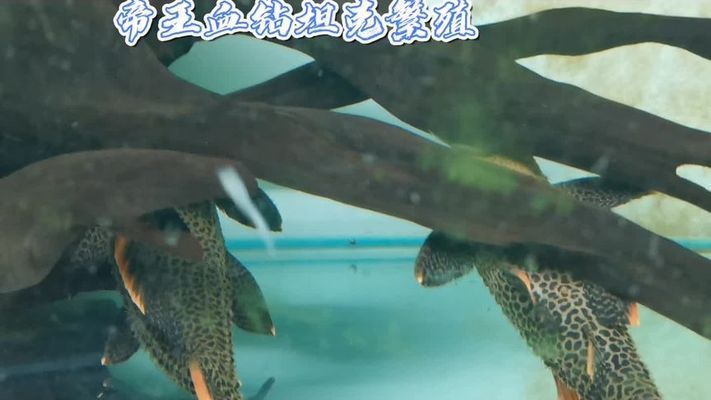 麒麟左右擺放圖，風水布局與傳統(tǒng)文化解析，麒麟左右擺放風水圖解與傳統(tǒng)文化寓意解析 麒麟左右擺放圖，風水布局與傳統(tǒng)文化解析，麒麟左右擺放風水圖解與傳統(tǒng)文化寓意解析 龍魚百科 第3張