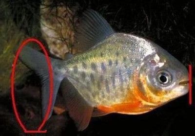 虎魚白毛病的魚怎么治療：虎魚白毛病的治療方法