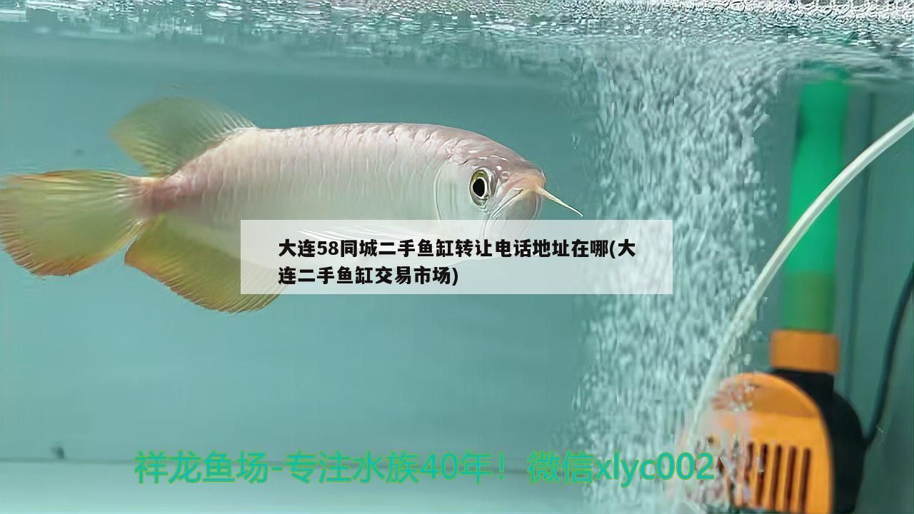 大連58同城二手魚缸轉讓電話地址在哪(大連二手魚缸交易市場)