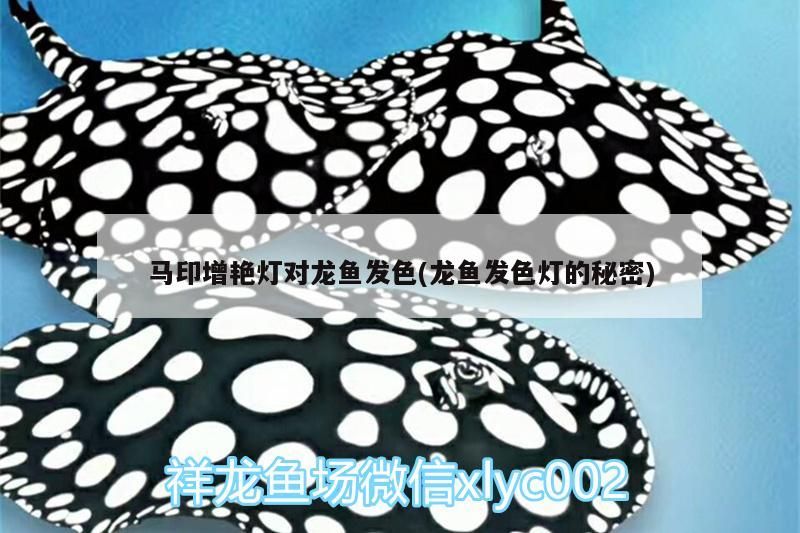 馬印增艷燈對龍魚發色(龍魚發色燈的秘密)