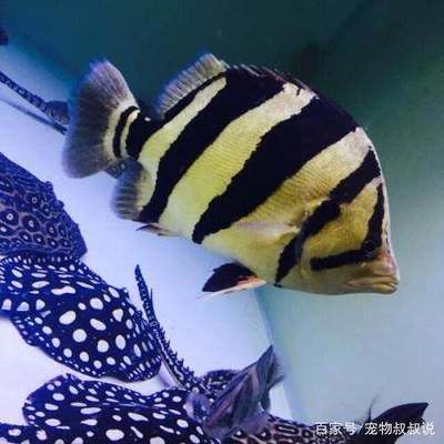 虎魚幾年能長到40厘米：虎魚從幼體長到40厘米大約需要4年以上時間