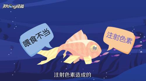 麒麟植物盆栽，寓意吉祥的室內綠植養護指南，麒麟植物盆栽，吉祥室內綠植的養護全指南