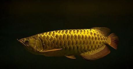 麒麟掌一般人壓不住嗎？解讀這種奇特植物的風水寓意與養護之道，麒麟掌的風水寓意與養護指南，普通人能否駕馭這種奇特植物？