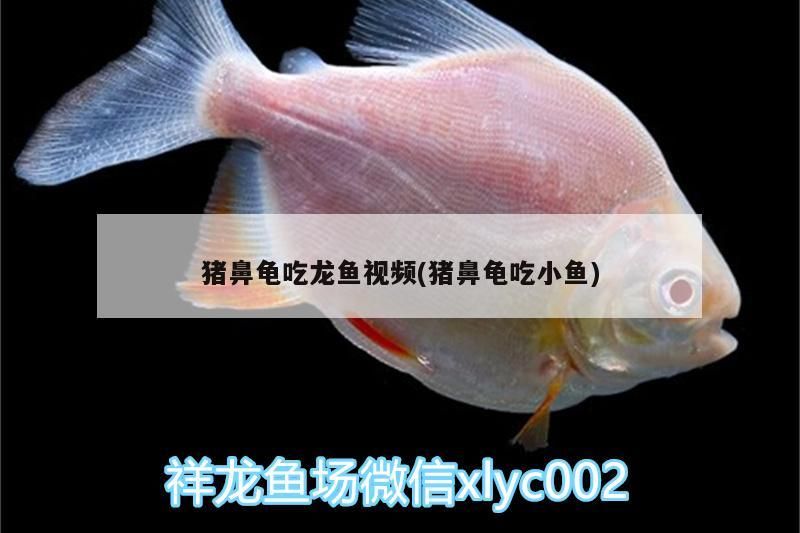 豬鼻龜吃龍魚視頻(豬鼻龜吃小魚)