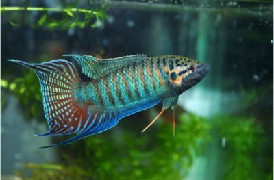 泰國虎魚和什么魚混養好看圖片欣賞一下：泰國虎魚和什么魚混養