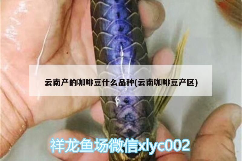 云南產的咖啡豆什么品種(云南咖啡豆產區)