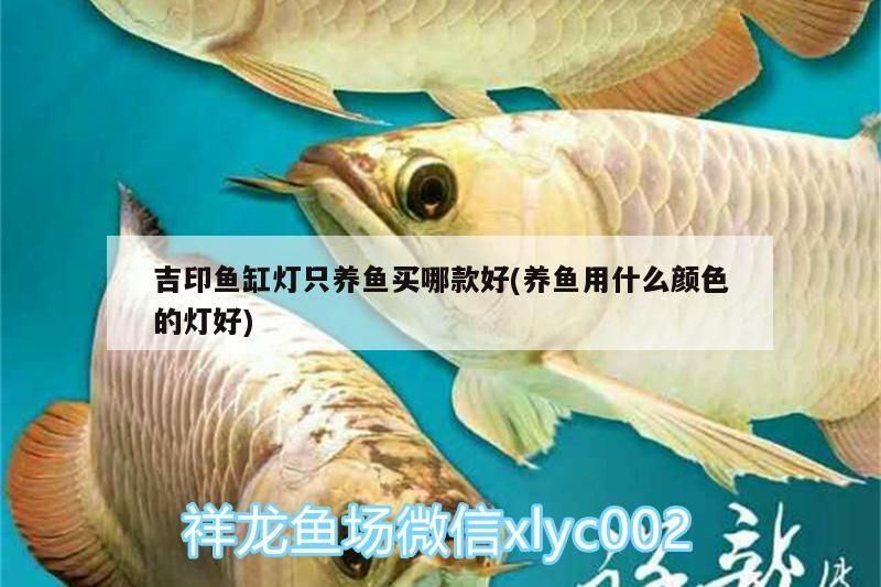 吉印魚(yú)缸燈只養(yǎng)魚(yú)買(mǎi)哪款好(養(yǎng)魚(yú)用什么顏色的燈好)