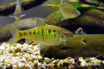 40cm魚缸養(yǎng)什么魚：40cm的魚缸適合在40cm的魚缸中飼養(yǎng)的魚類：孔雀魚和燈魚
