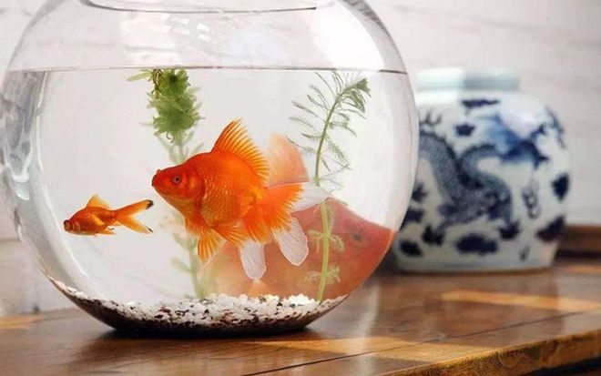 淄博桓臺縣二手魚缸交易市場：桓臺縣二手魚缸交易市場