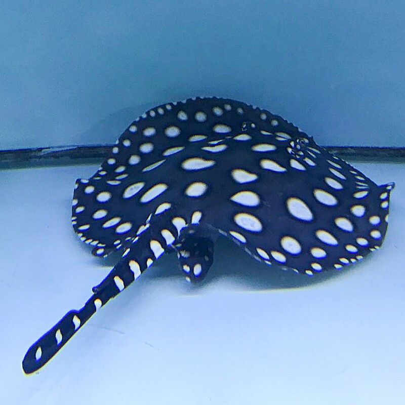 珍珠魟魚和黑白皇冠：珍珠魟魚和黑白皇冠有什么區別？