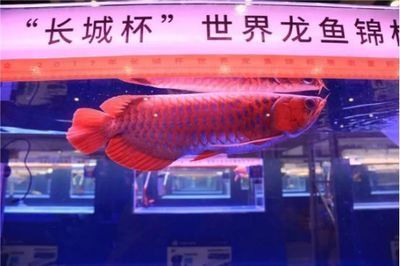 珍珠魟魚和黑白皇冠：珍珠魟魚和黑白皇冠有什么區別？