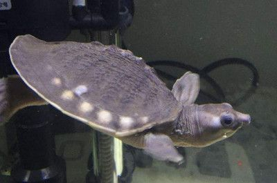 豬鼻龜20度會死嗎：豬鼻龜干養一天會死嗎