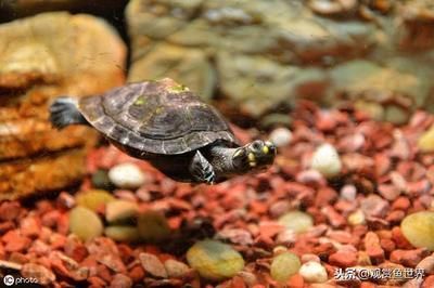 豬鼻龜20度會死嗎：豬鼻龜干養一天會死嗎