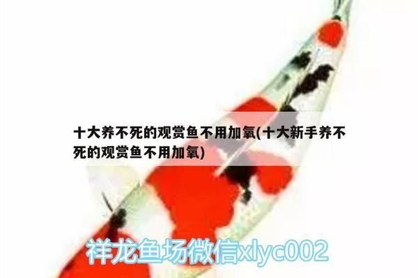 金龍魚用加氧嗎vs祥龍魚場(chǎng)：金龍魚養(yǎng)殖需要加氧嗎
