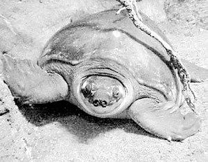 豬鼻龜20度會死嗎：豬鼻龜干養一天會死嗎