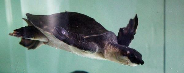 豬鼻龜20度會死嗎：豬鼻龜干養一天會死嗎