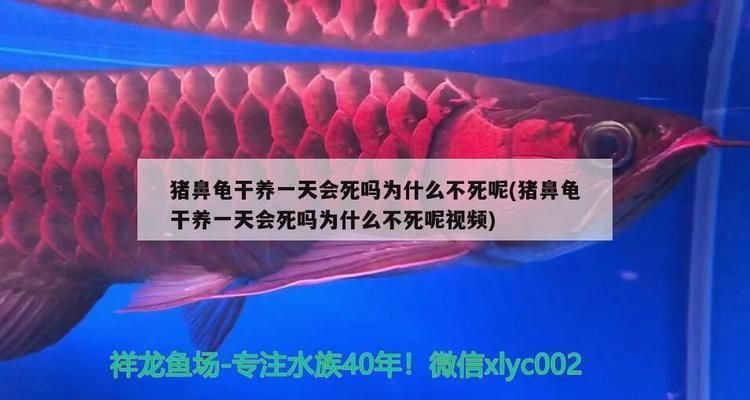 豬鼻龜20度會死嗎：豬鼻龜干養一天會死嗎