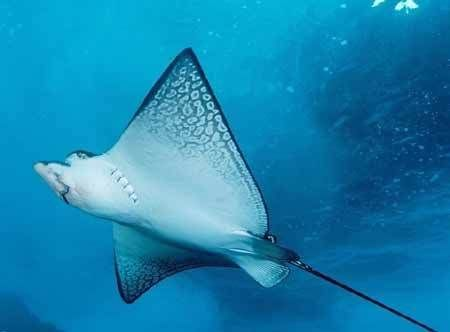 魟魚長不大：魟魚的生長潛力并不是絕對(duì)的，而是受到多種因素影響