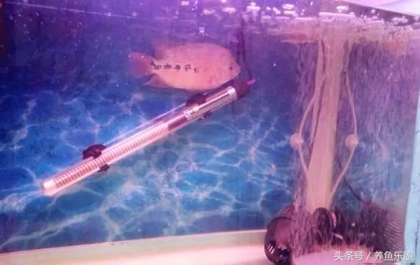 魟魚長不大：魟魚的生長潛力并不是絕對(duì)的，而是受到多種因素影響
