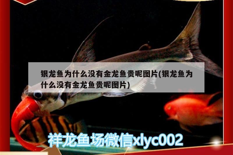 我的虎魚真菌感染了要怎么處理 銀龍魚為什么沒有金龍魚貴呢圖片(銀龍魚為什么沒有金龍魚貴呢圖片) 銀龍魚百科 銀龍魚為什么沒有金龍魚貴呢圖片(銀龍魚為什么沒有金龍魚貴呢圖片) 銀龍魚為什么沒有金龍魚貴呢圖片(銀龍魚為什么沒有金龍魚貴呢圖片) 銀龍魚百科