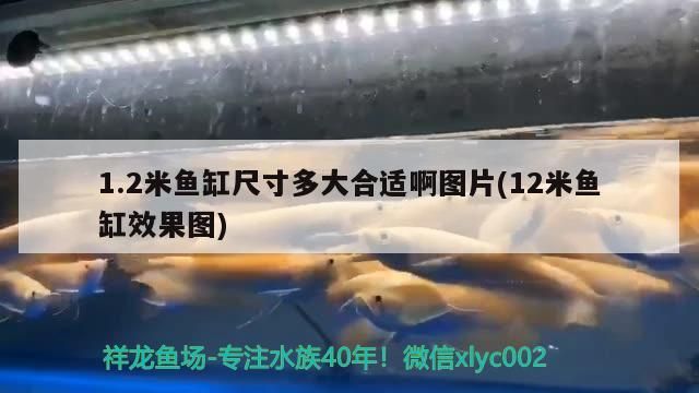 1.2米魚缸尺寸多大合適啊圖片(12米魚缸效果圖)