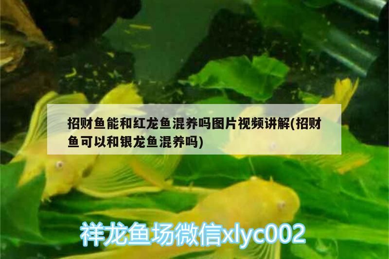 招財魚能和紅龍魚混養嗎圖片視頻講解(招財魚可以和銀龍魚混養嗎)