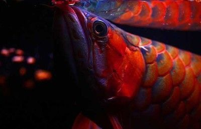 紅龍魚背景圖用什么顏色的好：紅龍魚背景圖的選擇