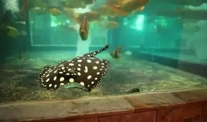 魟魚怎么下鹽：魟魚下鹽的方法主要有以下幾個方面以下幾個方面有以下幾個方面 魟魚怎么下鹽：魟魚下鹽的方法主要有以下幾個方面以下幾個方面有以下幾個方面 魟魚百科 第3張