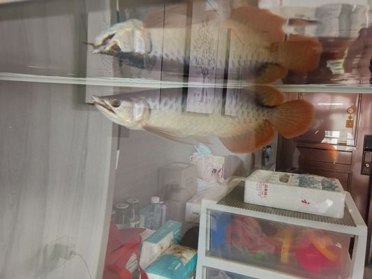 龍魚多久能生小龍vs祥龍魚場:如何判斷龍魚是否適合繁殖,龍魚繁殖過程中的注意事項(xiàng) vs祥龍魚場 第3張 龍魚多久能生小龍vs祥龍魚場:如何判斷龍魚是否適合繁殖,龍魚繁殖過程中的注意事項(xiàng) 龍魚多久能生小龍vs祥龍魚場:如何判斷龍魚是否適合繁殖,龍魚繁殖過程中的注意事項(xiàng) vs祥龍魚場 第3張