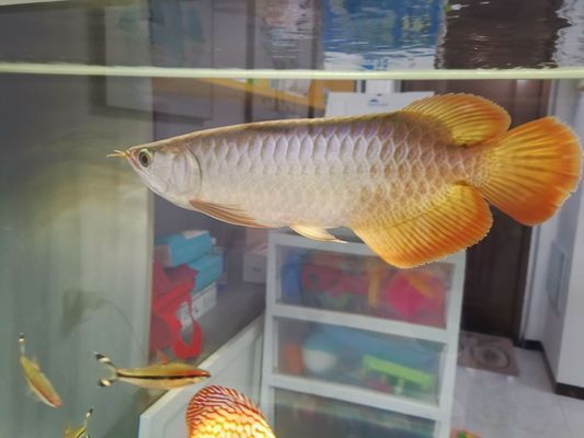 龍魚多久能生小龍vs祥龍魚場:如何判斷龍魚是否適合繁殖,龍魚繁殖過程中的注意事項(xiàng) vs祥龍魚場 第4張 龍魚多久能生小龍vs祥龍魚場:如何判斷龍魚是否適合繁殖,龍魚繁殖過程中的注意事項(xiàng) 龍魚多久能生小龍vs祥龍魚場:如何判斷龍魚是否適合繁殖,龍魚繁殖過程中的注意事項(xiàng) vs祥龍魚場 第4張