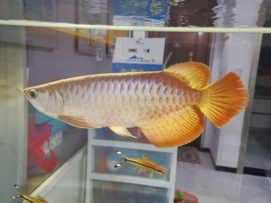 龍魚多久能生小龍vs祥龍魚場:如何判斷龍魚是否適合繁殖,龍魚繁殖過程中的注意事項(xiàng) vs祥龍魚場 第5張 龍魚多久能生小龍vs祥龍魚場:如何判斷龍魚是否適合繁殖,龍魚繁殖過程中的注意事項(xiàng) 龍魚多久能生小龍vs祥龍魚場:如何判斷龍魚是否適合繁殖,龍魚繁殖過程中的注意事項(xiàng) vs祥龍魚場 第5張