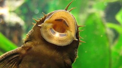 famous魚缸是哪生產的：famous魚缸產地famous魚缸市場評價