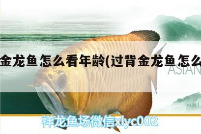 過背金龍魚怎么看年齡(過背金龍魚怎么看品相)