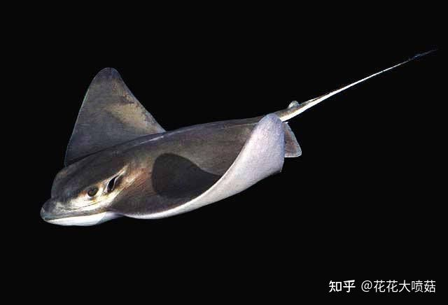 蝠鲼和魟魚：蝠[需手動填充]與[需手動填充]魚的區別 蝠鲼和魟魚：蝠[需手動填充]與[需手動填充]魚的區別 魟魚百科 第1張