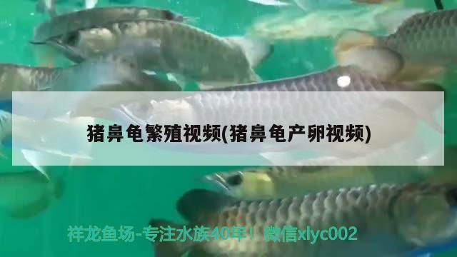 豬鼻龜繁殖視頻(豬鼻龜產卵視頻)