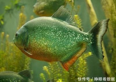虎魚可以餓多久不死：虎魚可以餓5到7天而不死而成年虎魚可以餓多久不死