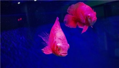 金龍魚怎么樣配魚風水好一點呢，金龍魚與錦鯉混養的風水寓意